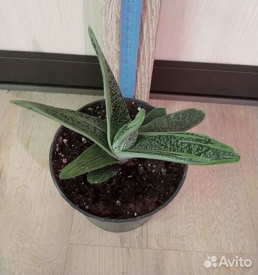 Комнатное растение. Суккулент