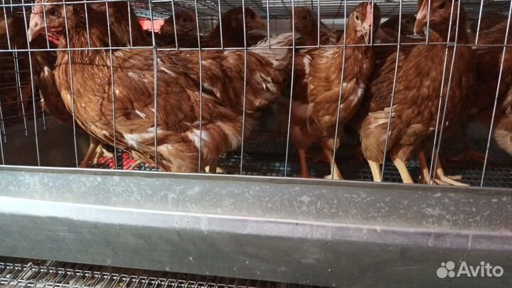 Курочки молодки