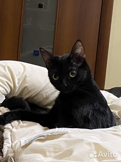 Отдам в добрые руки котят