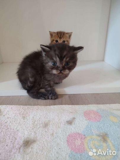 Британский котёнок