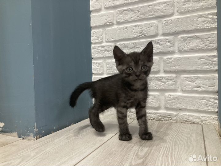 Британские котята