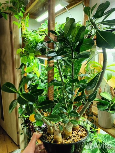 Адениум сеянцы