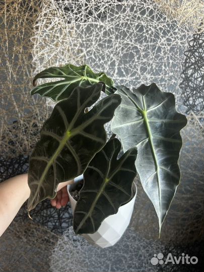 Алоказия бамбино