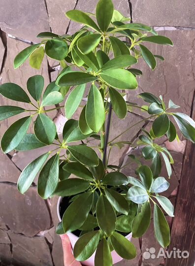 Комнатные цветы