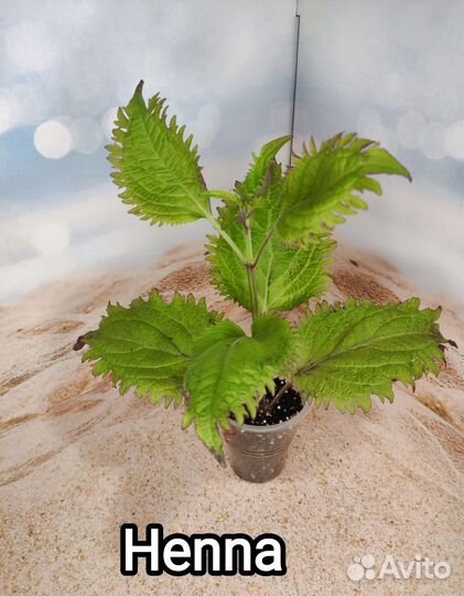 Колеус сортовой