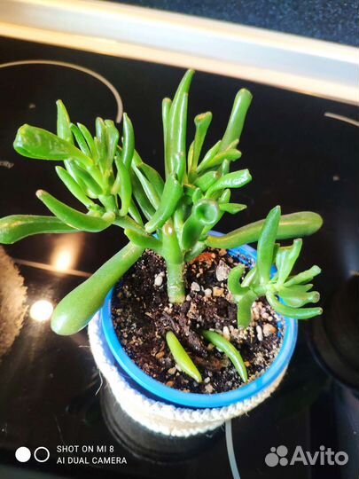 Сансевиерия, крассула хоббит