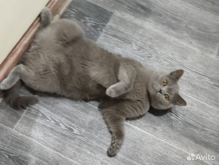 Кот в добрые руки
