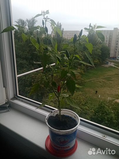 Перчик горкий огонёк