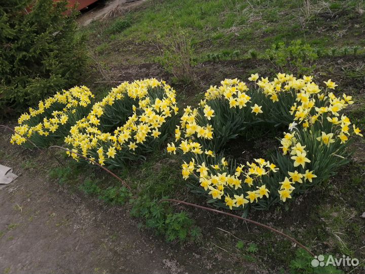 Луковицы Нарциссов