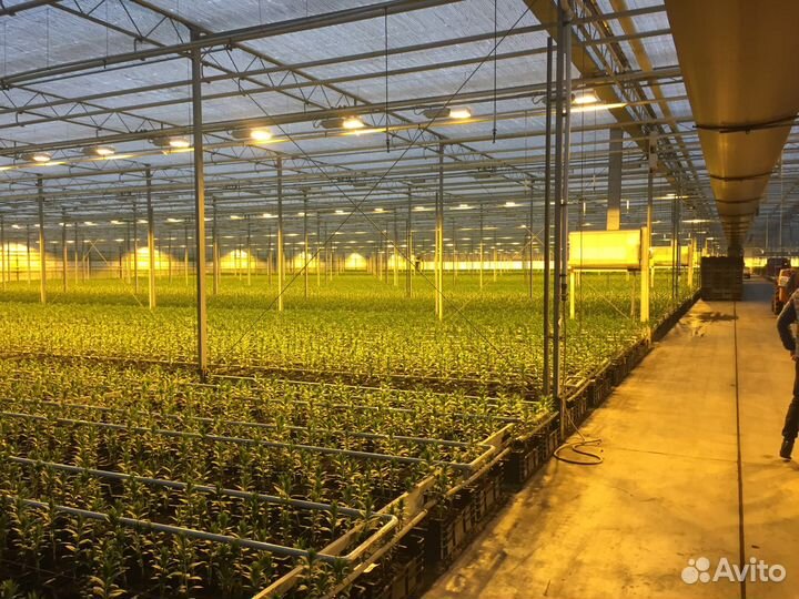 Луковицы Лилии