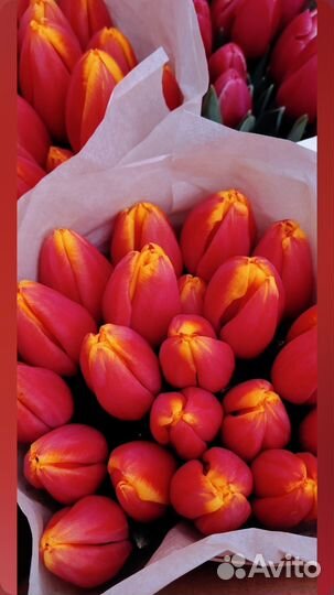 Тюльпаны и мимоза