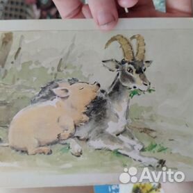 Картинки для детей коза (14 фото) 🔥 Прикольные картинки и юмор