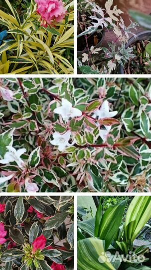 Пестролистные и вариегатные растения