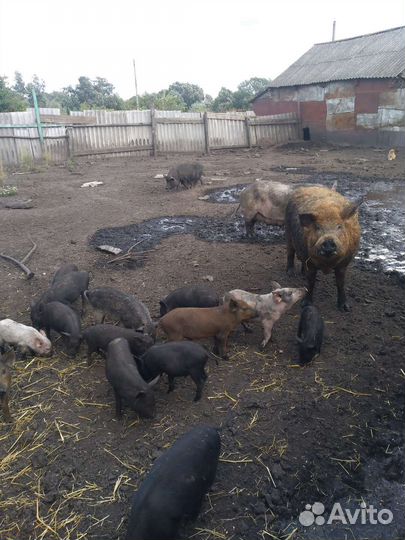 Поросята