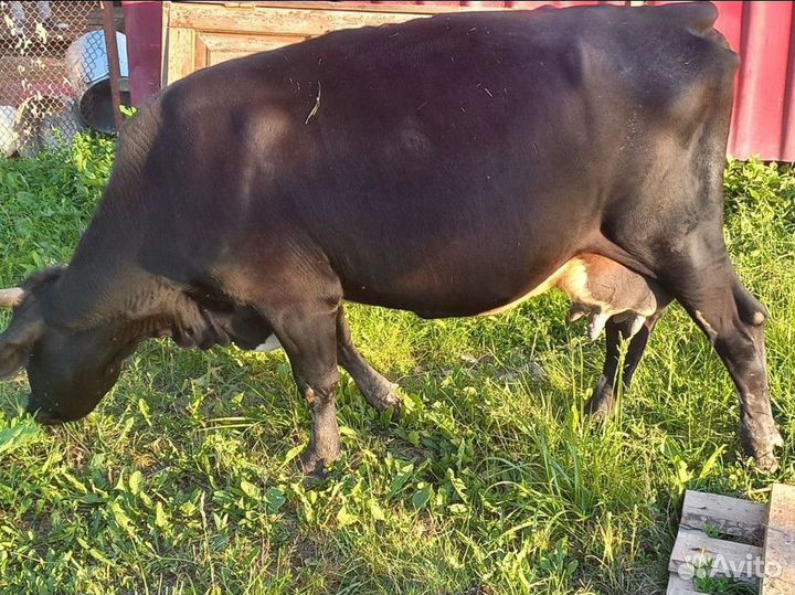 Корова дойная