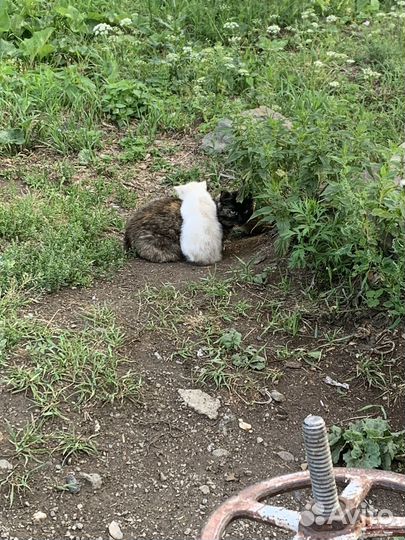 Котики в беде