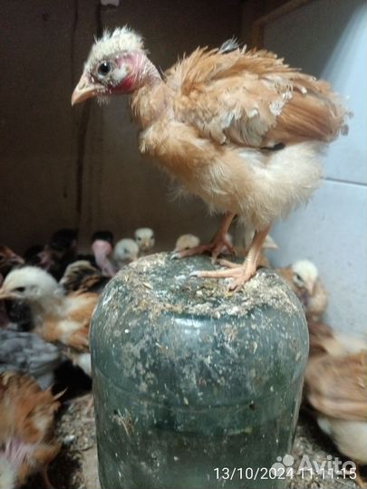 Цыпленок голошейка 1 месяц