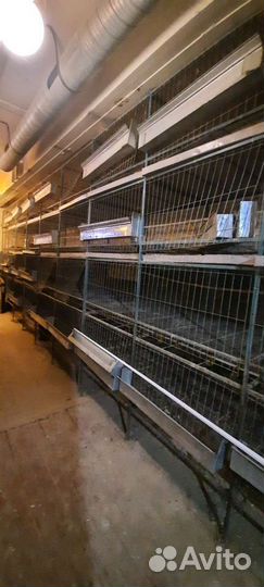 Клетки для кур
