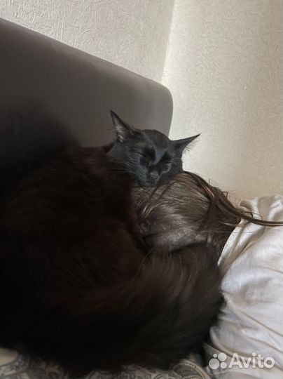 Кот- подросток в добрые руки