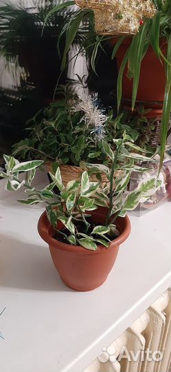 Комнатные растения