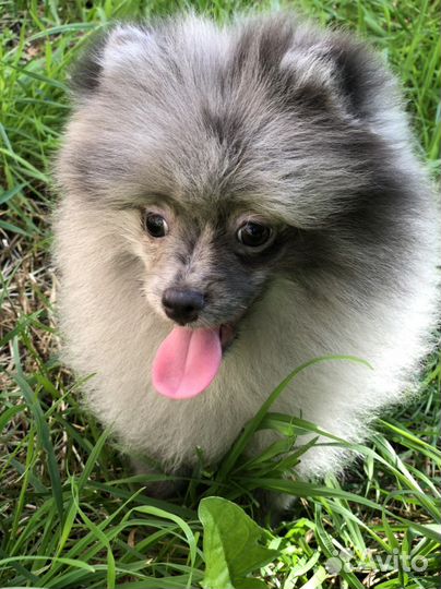 Щенки шпица