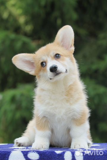 Щенки вельш корги пемброк