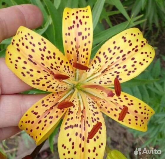 Лилии жёлтая и оранжевая