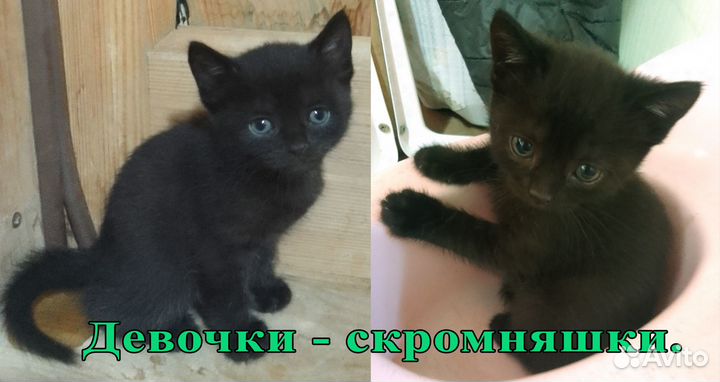 Котята в добрые руки