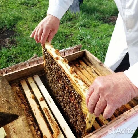 Восковая моль / пжвм