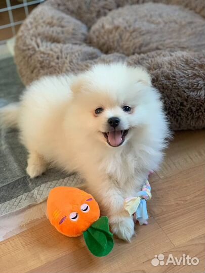 Метис шпица