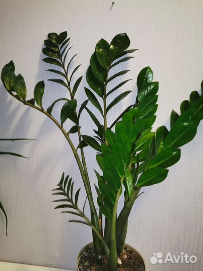 Комнатные растения цветы