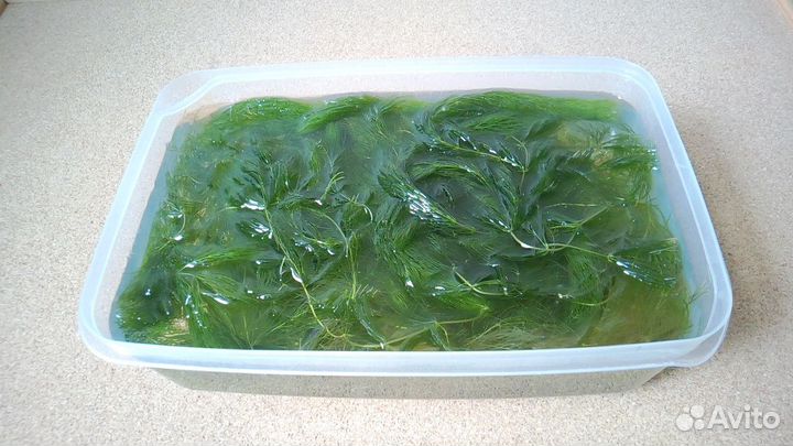 Роголистник (прополка)