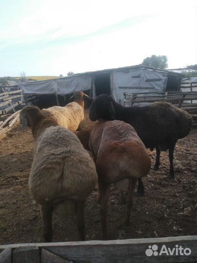 Бараны гиссарские на племя