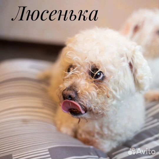 Собака в добрые руки