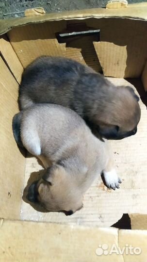 Щенки