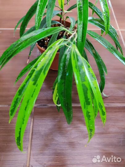 Фикус али Amstel gold