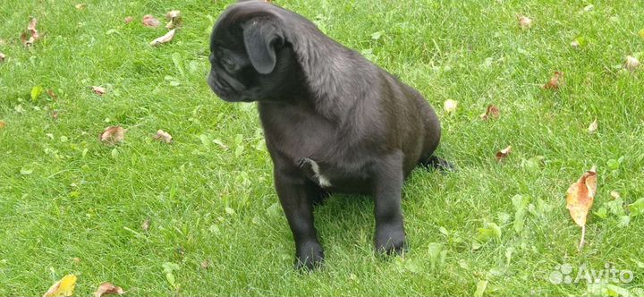 Щенок мопса девочка