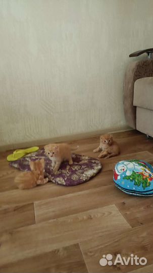 Британские котята