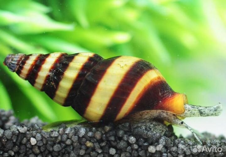 Аквариумные креветки