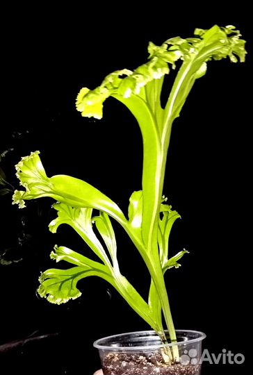 Папоротники