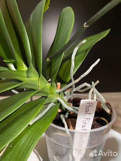 Pirate Picotee peloric орхидея фаленопсис