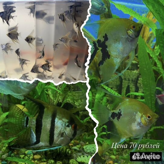 Аквариумные рыбки