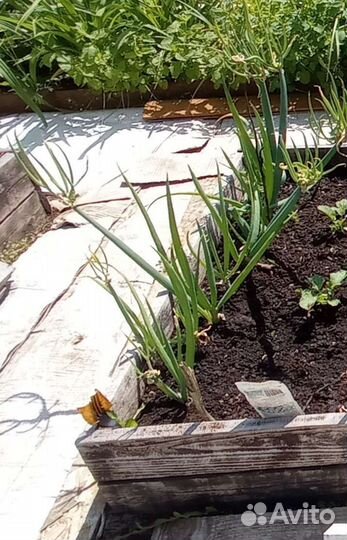 Лук Слизун Многоярусный Мята/мелисса лимонная