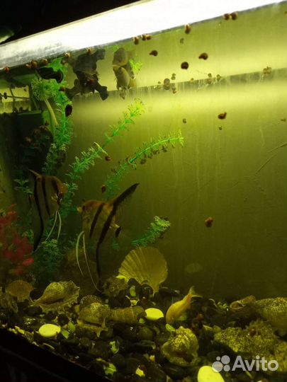 Улитки аквариумные