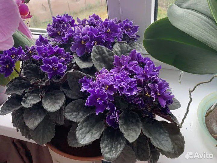 Фиалка, махровая, фиолетовая