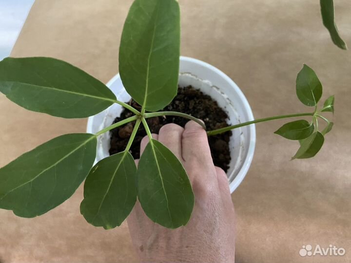 Комнатные растения