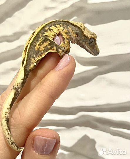 Бананоед Full Striped Harlequin