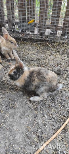 Декоративные кролики в добрые руки