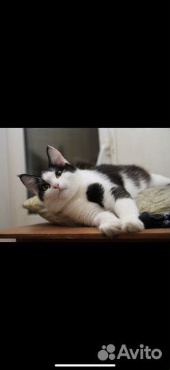 В добрые руки