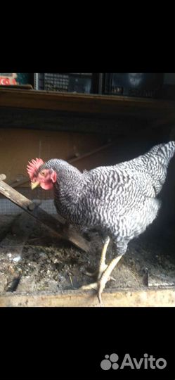 Петушки Амроксы